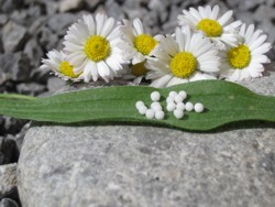 Homöopathie